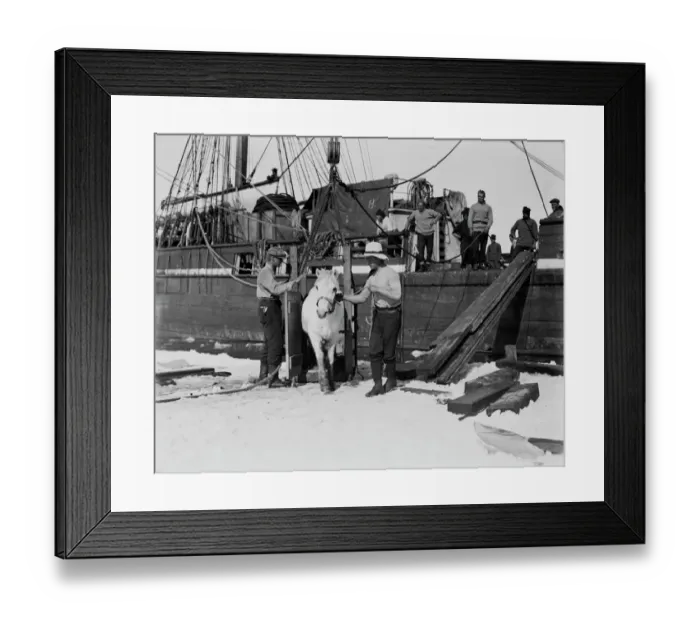 Framed Print : Lt Henry Rennick leading one of the ponies out of the box onto the sea ice. January 1911 Framed Print : Lt Henry Rennick leading one of the ponies out of the box onto the sea ice. January 1911