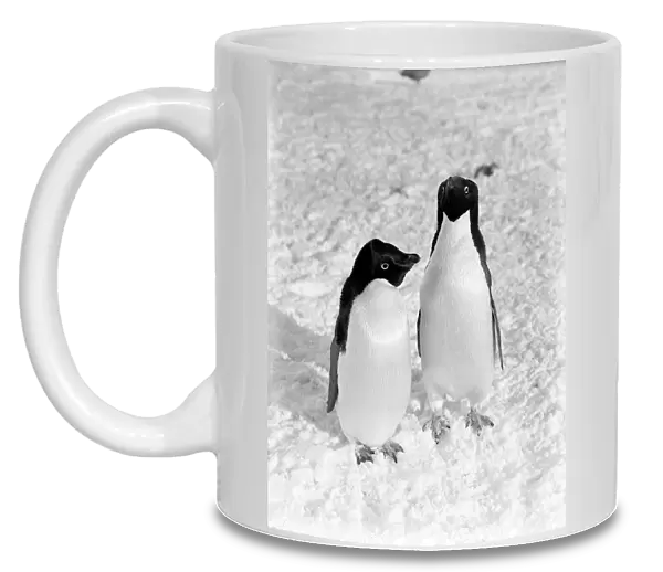 A pair of Adelie penguins. January 1911