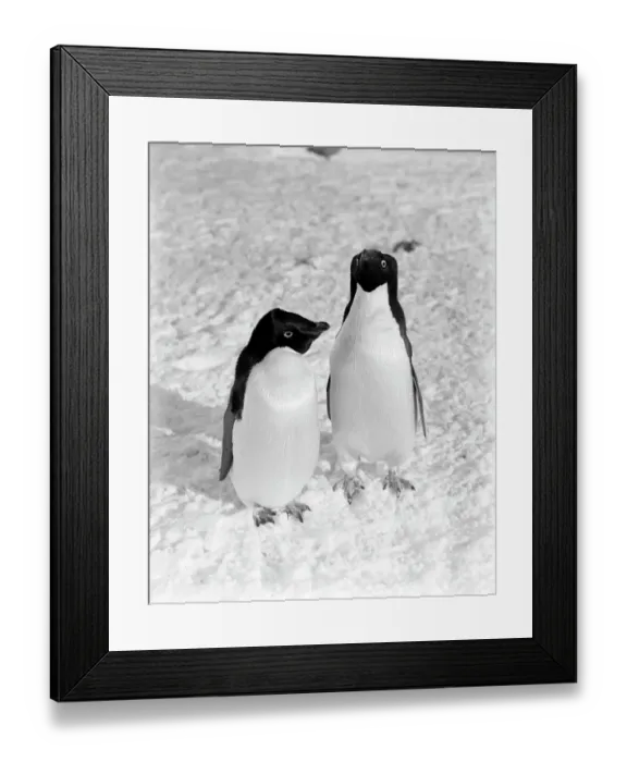 Framed Print : A pair of Adelie penguins. January 1911 Framed Print : A pair of Adelie penguins. January 1911