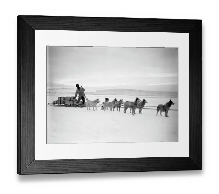 Framed Print : Dr Atkinsons dog team landing stores from the Terra Nova. December 2nd 1911 Framed Print : Dr Atkinsons dog team landing stores from the Terra Nova. December 2nd 1911