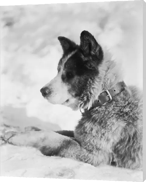 Portrait of the sledge dog Vida