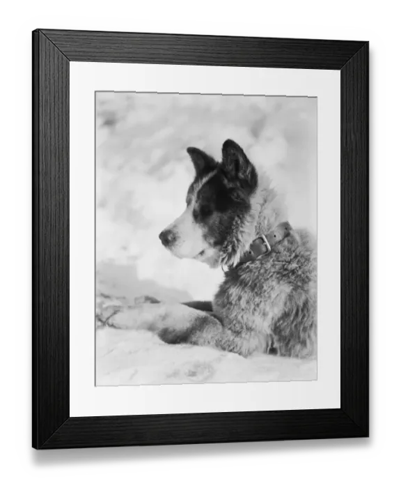 Framed Print : Portrait of the sledge dog Vida Framed Print : Portrait of the sledge dog Vida