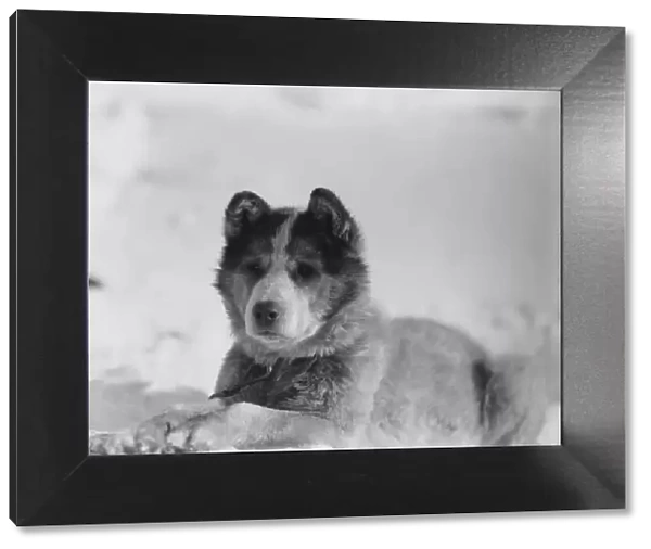 Portrait of the sledge dog named Vida