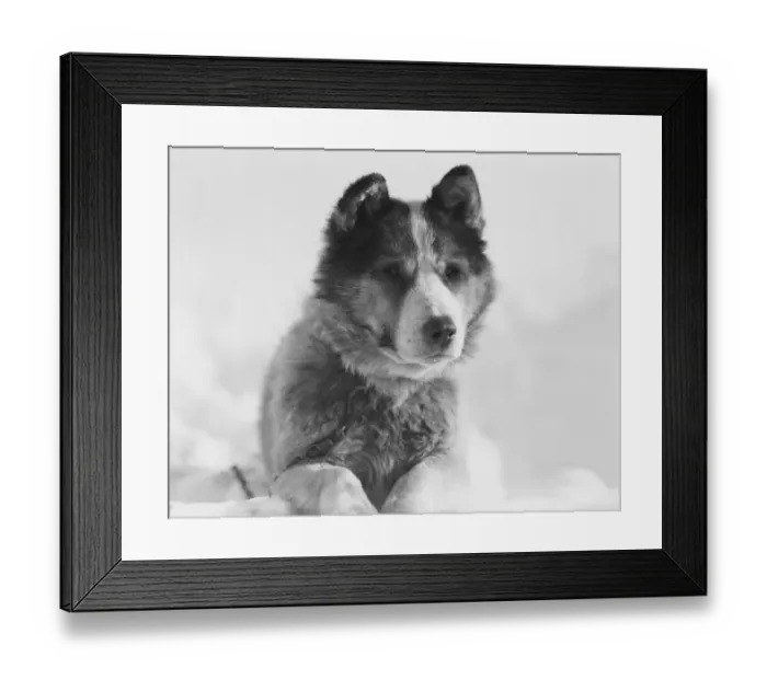 Framed Print : Portrait of the sledge dog Vida Framed Print : Portrait of the sledge dog Vida