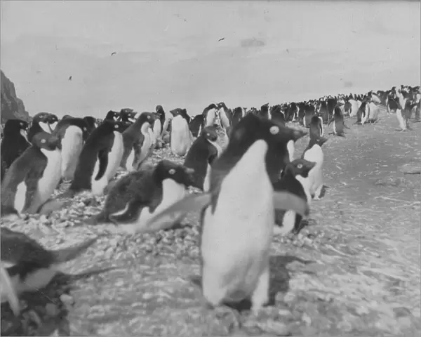 Penguins on the beach at Franklin Island