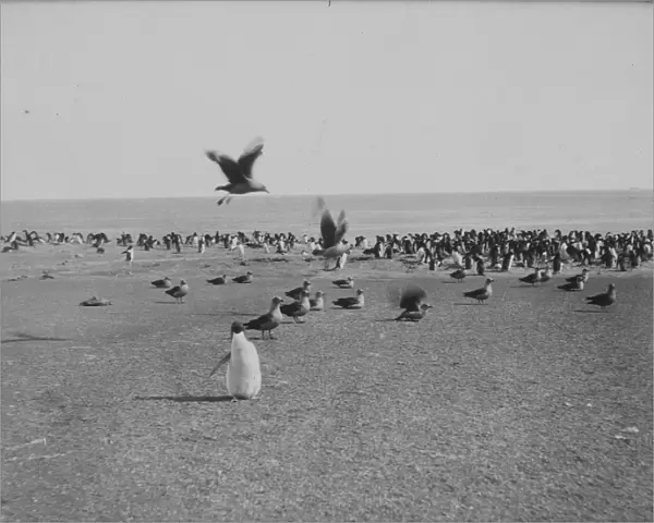 Skua gulls and Penguins on Franklin Island