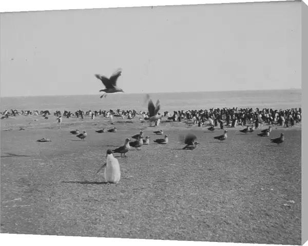 Skua gulls and Penguins on Franklin Island