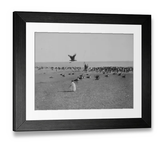 Framed Print : Skua gulls and Penguins on Franklin Island Framed Print : Skua gulls and Penguins on Franklin Island