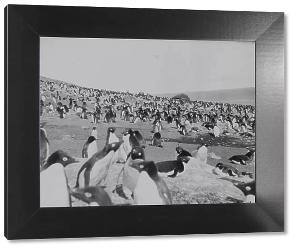 Penguins on the beach, Franklin Island