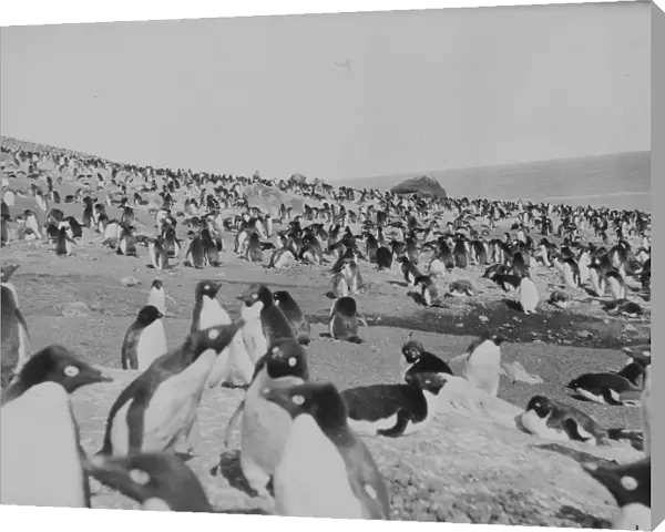 Penguins on the beach, Franklin Island
