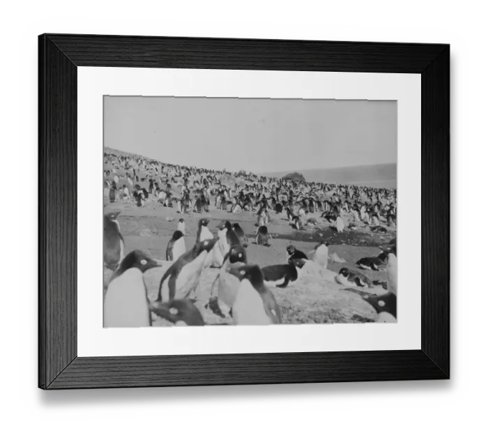 Framed Print : Penguins on the beach, Franklin Island Framed Print : Penguins on the beach, Franklin Island
