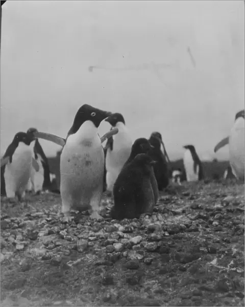 Adelie penguins and chicks