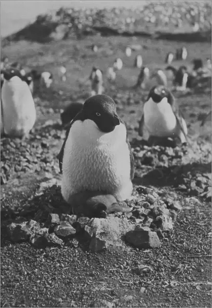 Adelie penguin and chick on nest of stones