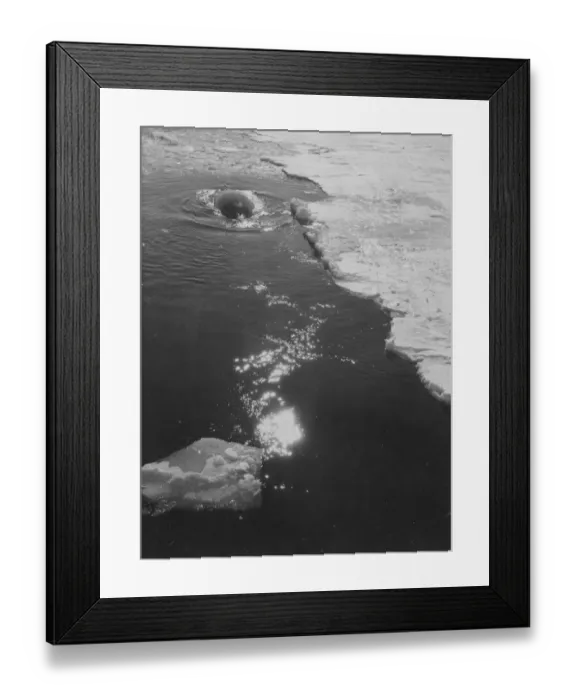 Framed Print : Whale among the ice Framed Print : Whale among the ice