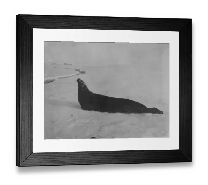 Framed Print : Weddell seal making for crack in ice Framed Print : Weddell seal making for crack in ice