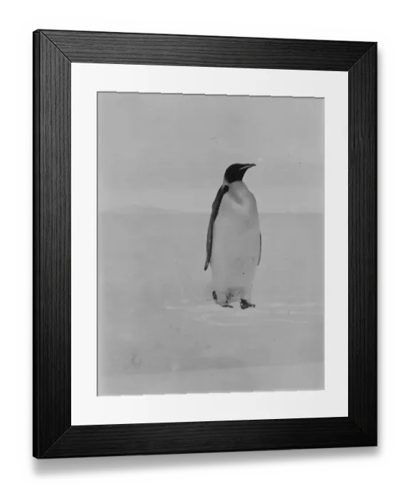 Framed Print : Emperor penguin