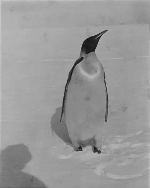 Emperor penguin. Shadow of the photographer in foreground