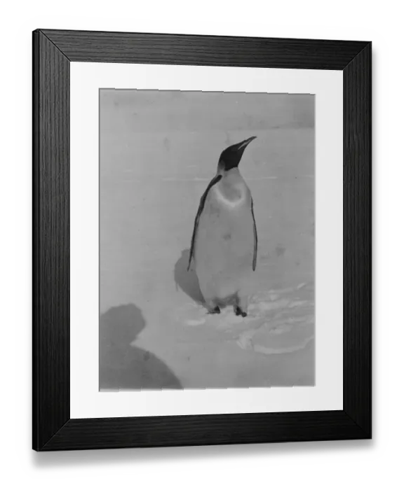 Framed Print : Emperor penguin. Shadow of the photographer in foreground Framed Print : Emperor penguin. Shadow of the photographer in foreground