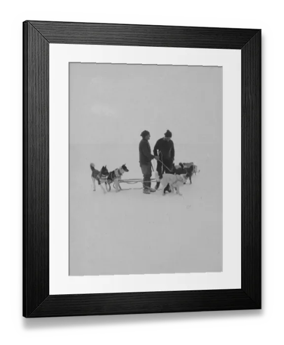 Framed Print : Dog team. Photographer: Morrison, John Donald.