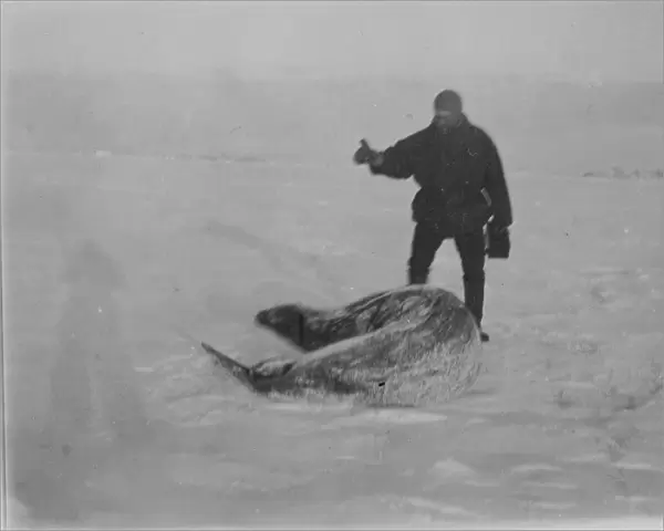 Capt Colbeck and a Weddell seal