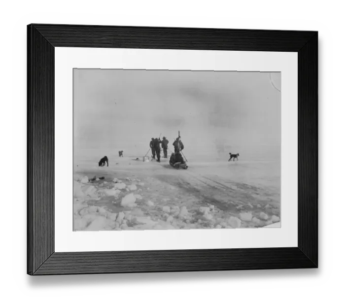 Framed Print : Sledging. Man-hauling a sledge on the ice Framed Print : Sledging. Man-hauling a sledge on the ice