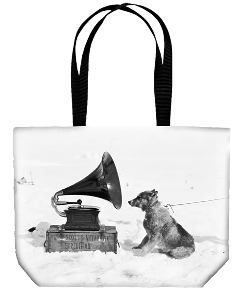The sledge dog Chris and the Gramophone