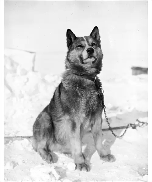 Portrait of the sledge dog, Chris