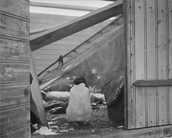 Adelie penguin, at doorway of a hut