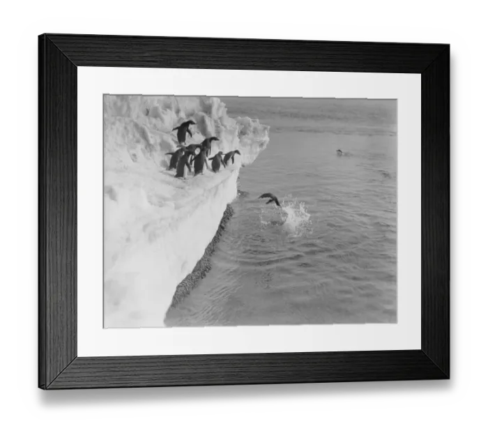 Framed Print : Adelie penguin dives from an ice shelf, others wait their turn Framed Print : Adelie penguin dives from an ice shelf, others wait their turn