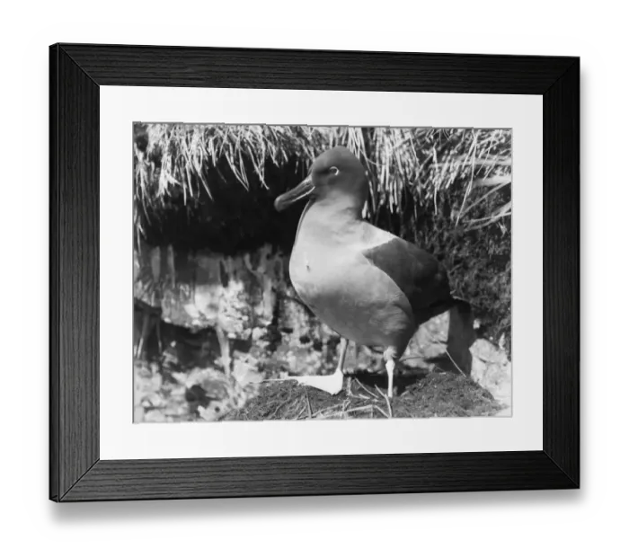 Framed Print : Sooty Albatross standing by nest Framed Print : Sooty Albatross standing by nest