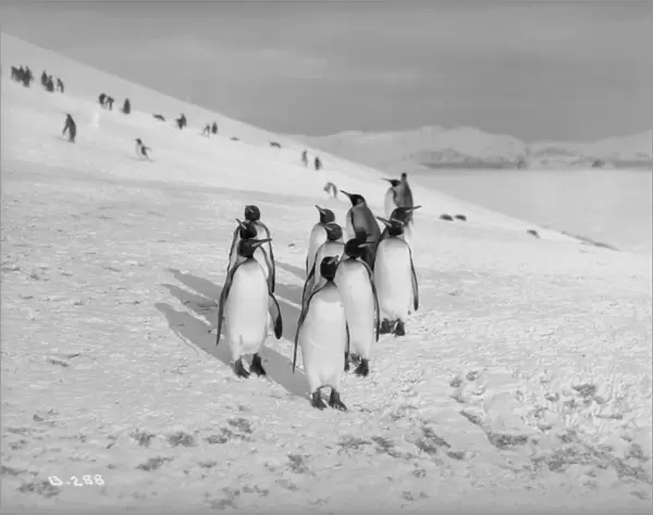 King Penguins, Bay of Isles