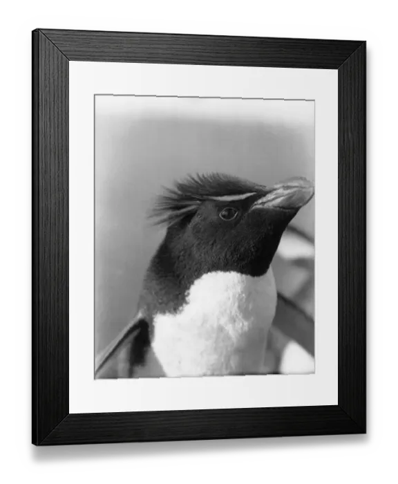 Framed Print : Rockhopper penguin