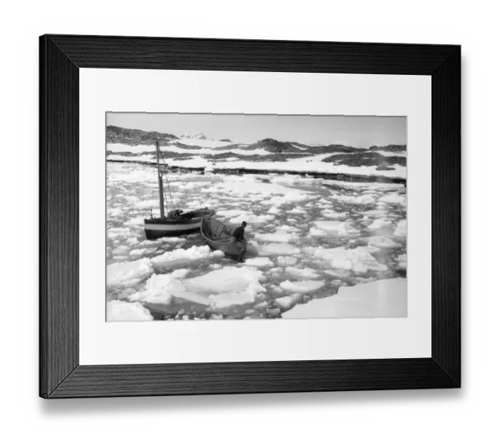 Framed Print : Stella in broken ice Framed Print : Stella in broken ice