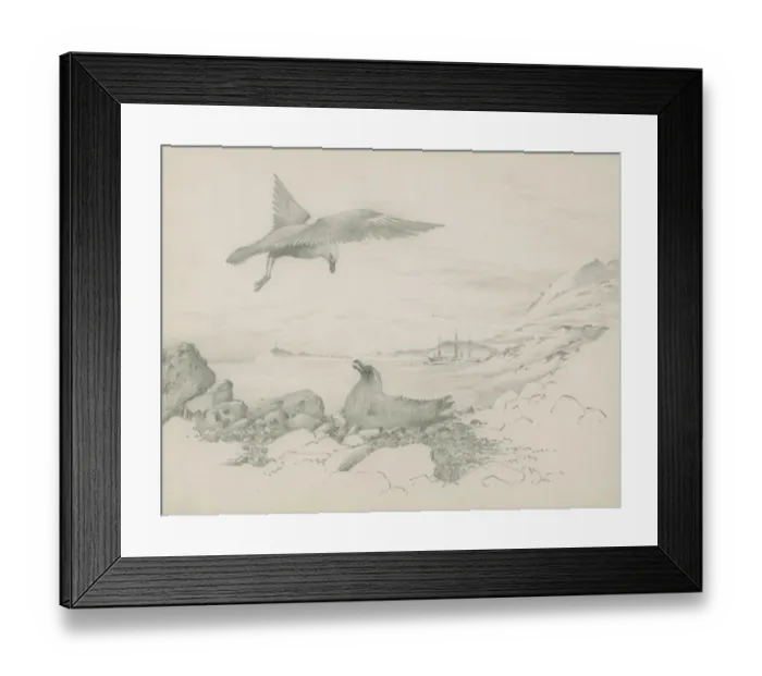 Framed Print : Skuas near nest