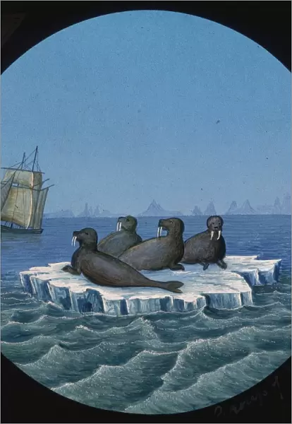 Group of Walruses, Arctic