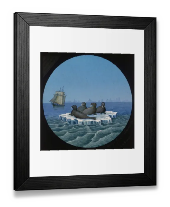 Framed Print : Group of Walruses, Arctic