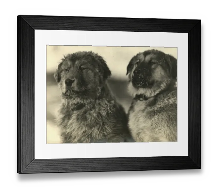 Framed Print : The Ikeys, who are the puppies of the dog named Sue