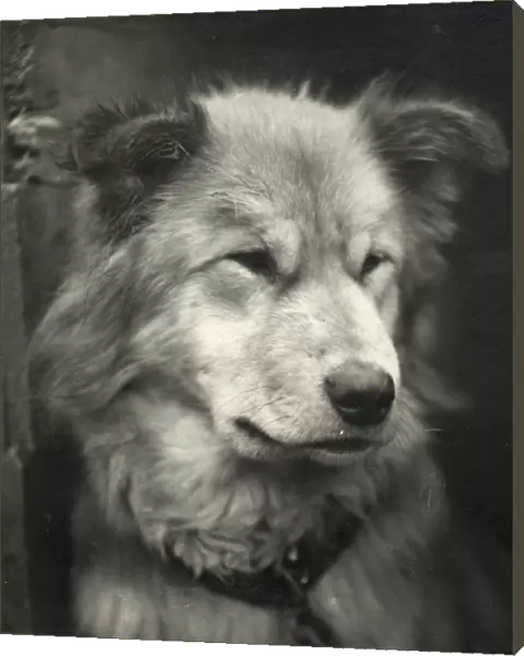 Portrait of the dog named Sue