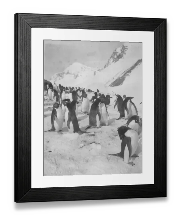 Framed Print : Adelie penguins Framed Print : Adelie penguins