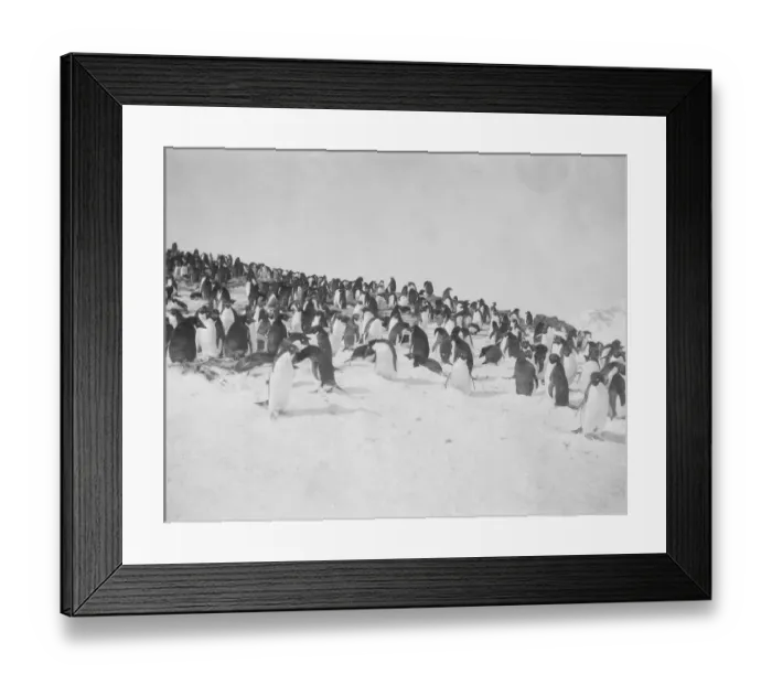 Framed Print : Adelie penguins