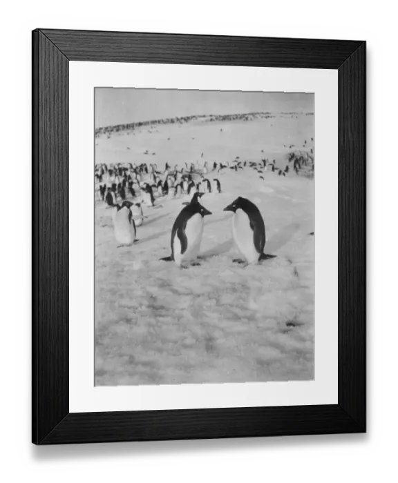 Framed Print : Adelie penguins Framed Print : Adelie penguins