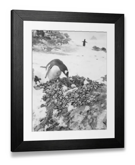 Framed Print : Gentoo penguin with egg on nest Framed Print : Gentoo penguin with egg on nest