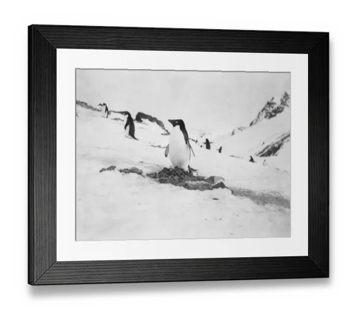 Framed Print : Adelie penguin on nest Framed Print : Adelie penguin on nest