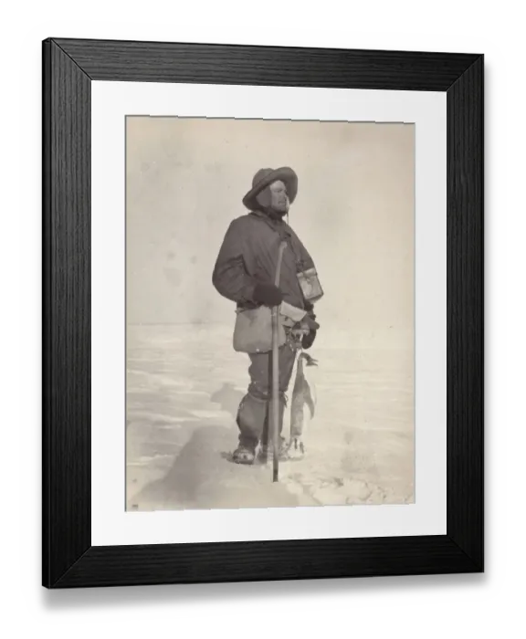 Framed Print : Royds with Albino Penguin Framed Print : Royds with Albino Penguin