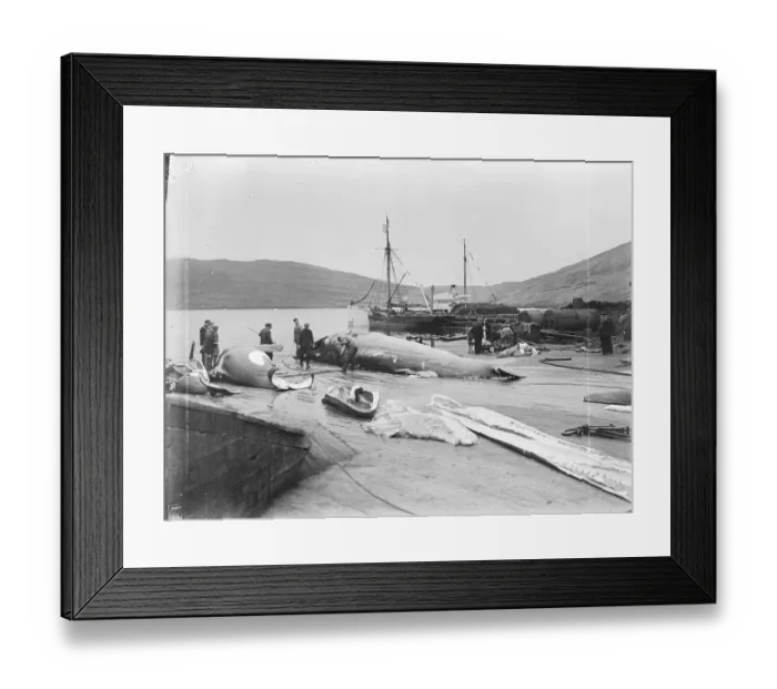 Framed Print : Quest at Vaag, Faroes. Whales on plan