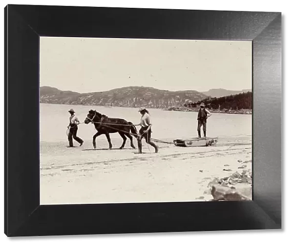 Training one of the ponies for the Expedition, Quail Island, New Zealand, Dec 1907