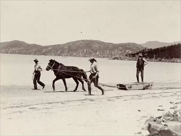 Training one of the ponies for the Expedition, Quail Island, New Zealand, Dec 1907