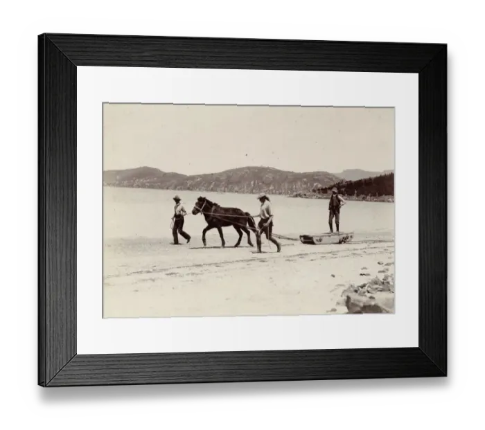 Framed Print : Training one of the ponies for the Expedition, Quail Island, New Zealand, Dec 1907 Framed Print : Training one of the ponies for the Expedition, Quail Island, New Zealand, Dec 1907