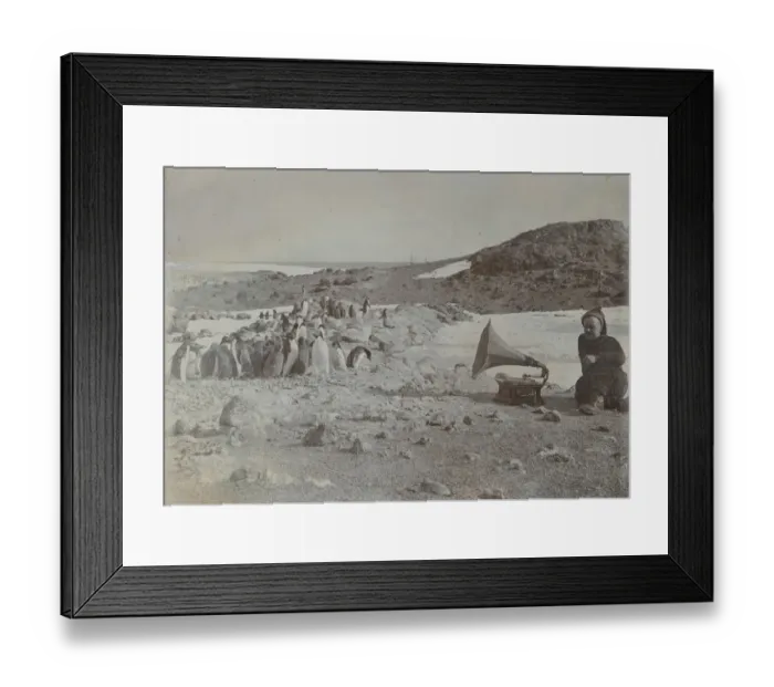Framed Print : Gramophone with loudspeaker playing to penguins