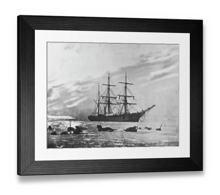 Framed Print : Inuit sledges and dogs Framed Print : Inuit sledges and dogs
